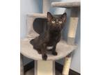 Adopt Hodgins a All Black Domestic Shorthair / Domestic Shorthair / Mixed cat in