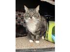 Adopt Maestro a Gray or Blue Domestic Longhair / Domestic Shorthair / Mixed cat