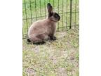 Adopt Buddy Rabbit a Sable Rex (short coat) rabbit in Williston, FL (32807802)