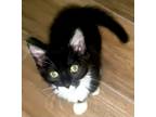 Adopt Willow a Black & White or Tuxedo Domestic Shorthair (short coat) cat in