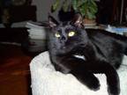 Adopt Vlad the lap cat a All Black Bombay (short coat) cat in Bryn Mawr