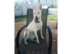 Adopt Stevie (SC) a White Cattle Dog dog in San Angelo, TX (38264456)