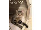 Adopt Pounce a Gray, Blue or Silver Tabby Domestic Shorthair (short coat) cat in