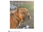 Adopt MAX a Brown/Chocolate - with White Pit Bull Terrier / Boxer / Mixed dog in