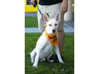 Adopt Calder a White Husky / Pit Bull Terrier / Mixed dog in West Richland