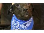 Adopt Jake a Black Labrador Retriever / Mixed dog in Reeds Spring, MO (35838799)