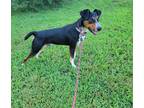Adopt Murphy a Tricolor (Tan/Brown & Black & White) Cattle Dog / Mixed dog in