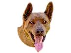 Adopt Butch a Brown/Chocolate Labrador Retriever / Mixed dog in Prescott