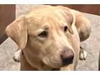 Adopt Mick a Tan/Yellow/Fawn Labrador Retriever / Mixed dog in San Diego