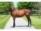 Adopt Hold the Presses a Bay Thoroughbred horse in Nicholasville, KY (35692485)