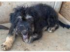 Adopt Wesley a Black - with Tan, Yellow or Fawn Schnauzer (Miniature) / Shepherd