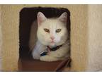 Adopt Piper a White Domestic Shorthair (short coat) cat in Canyon Country
