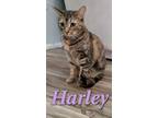 Adopt Harley a Brown Tabby Domestic Shorthair (short coat) cat in Crestview