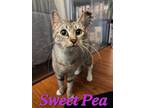 Adopt Sweet Pea a Brown Tabby Domestic Shorthair (short coat) cat in Crestview