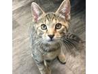 Adopt Ruby a Tan or Fawn Domestic Shorthair / Mixed cat in Union City