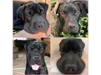 Adopt Rufus a Black Shar Pei / Labrador Retriever / Mixed dog in west hollywood