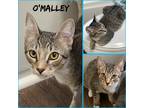 Adopt O’Malley a Brown Tabby Domestic Shorthair (short coat) cat in El