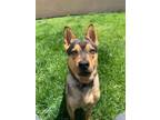 Adopt Sage a Black - with Tan, Yellow or Fawn Australian Kelpie / German