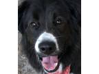 Adopt GUIDO a Black - with White Border Collie / Mixed Breed (Medium) / Mixed
