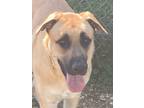 Adopt Emmitt a Tan/Yellow/Fawn - with Black Mixed Breed (Large) / Mixed dog in