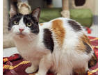 Adopt Rachel a White Domestic Shorthair / Domestic Shorthair / Mixed cat in