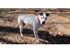 Adopt Memphis a White - with Black American Pit Bull Terrier / Boxer dog in