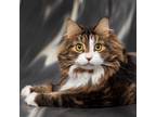 Adopt Poupoune a Brown or Chocolate Domestic Longhair / Domestic Shorthair /