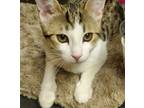 Adopt Parker a Gray, Blue or Silver Tabby Domestic Shorthair (short coat) cat in
