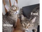 Adopt Fred and Wilma a Brown Tabby Domestic Shorthair (short coat) cat in Upper