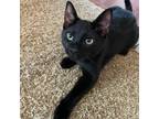 Adopt Wayne a All Black Domestic Shorthair / Mixed cat in Greenfield