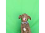 Adopt Ellie a Brown/Chocolate - with Tan Labrador Retriever / Mixed dog in