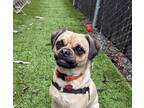 Adopt Milo a Tan/Yellow/Fawn - with Black Pug / Beagle / Mixed dog in Seattle