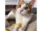 Adopt Demi a White Domestic Shorthair / Mixed cat in Rochester, MN (36059252)