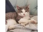 Adopt Apollo a Gray or Blue Domestic Shorthair / Mixed cat in Rochester