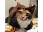 Adopt Winifred Sanders a Calico or Dilute Calico Domestic Mediumhair / Mixed cat
