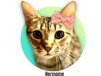 Adopt Hermione a Brown Tabby Domestic Shorthair (short coat) cat in Roseville