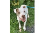 Adopt Quill a White American Pit Bull Terrier / Mixed dog in Pomona