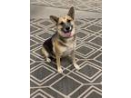 Adopt Holly a Tan/Yellow/Fawn - with Black German Shepherd Dog / Mixed dog in