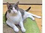 Adopt Simon a Gray, Blue or Silver Tabby Domestic Shorthair (short coat) cat in