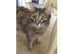 Adopt Hailey a Gray, Blue or Silver Tabby Domestic Longhair (long coat) cat in