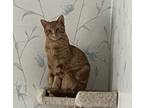 Adopt Navajo a Orange or Red Tabby Domestic Shorthair (short coat) cat in