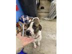 Adopt Harley a Brindle - with White Terrier (Unknown Type