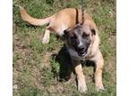 Adopt Sable a Tan/Yellow/Fawn - with Black Anatolian Shepherd / Bernese Mountain