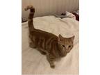 Adopt Sunny a Orange or Red Tabby Domestic Shorthair (short coat) cat in Covina