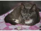 Adopt Miss Mittens (Spayed) a Gray or Blue (Mostly) Domestic Shorthair (short