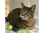 Adopt Winter a Brown or Chocolate Domestic Shorthair / Domestic Shorthair /