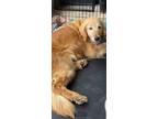 Adopt Cera a Tan/Yellow/Fawn Golden Retriever / Mixed dog in High Ridge