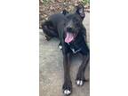 Adopt Rocky aka Ace a Black Pit Bull Terrier / Labrador Retriever / Mixed dog in