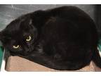 Adopt Morticia (Spayed) a All Black Domestic Shorthair (short coat) cat in