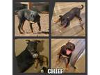 Adopt Chief a Tricolor (Tan/Brown & Black & White) Blue Heeler / Pit Bull